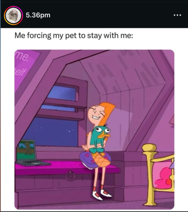 Candace Flynn pet meme